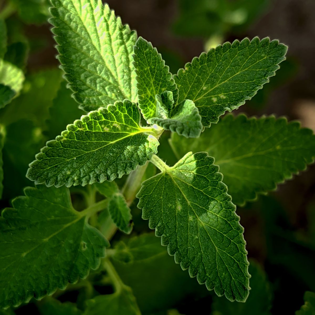 Feuilles de menthe fraîches sous la lumière