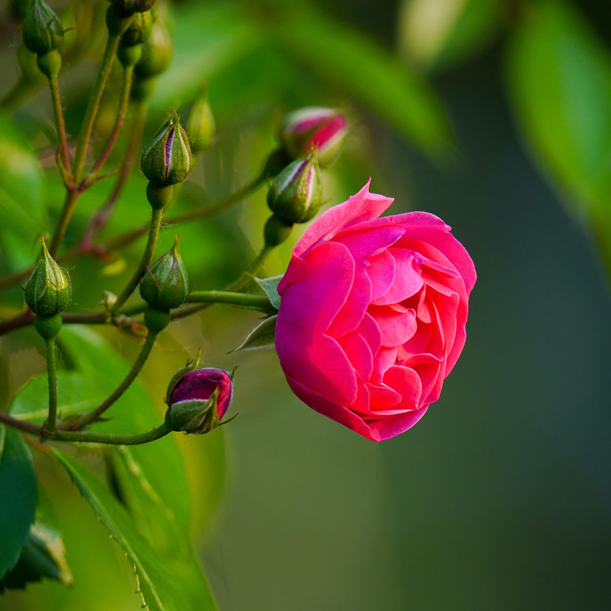 Rose rose, gros plan feuillage vert