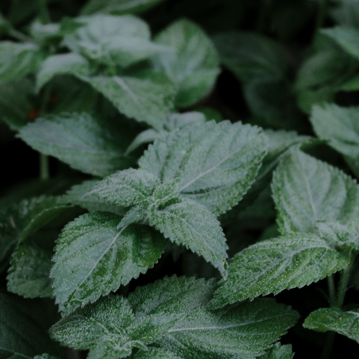 Mélisse, feuillage vert en gros plan
