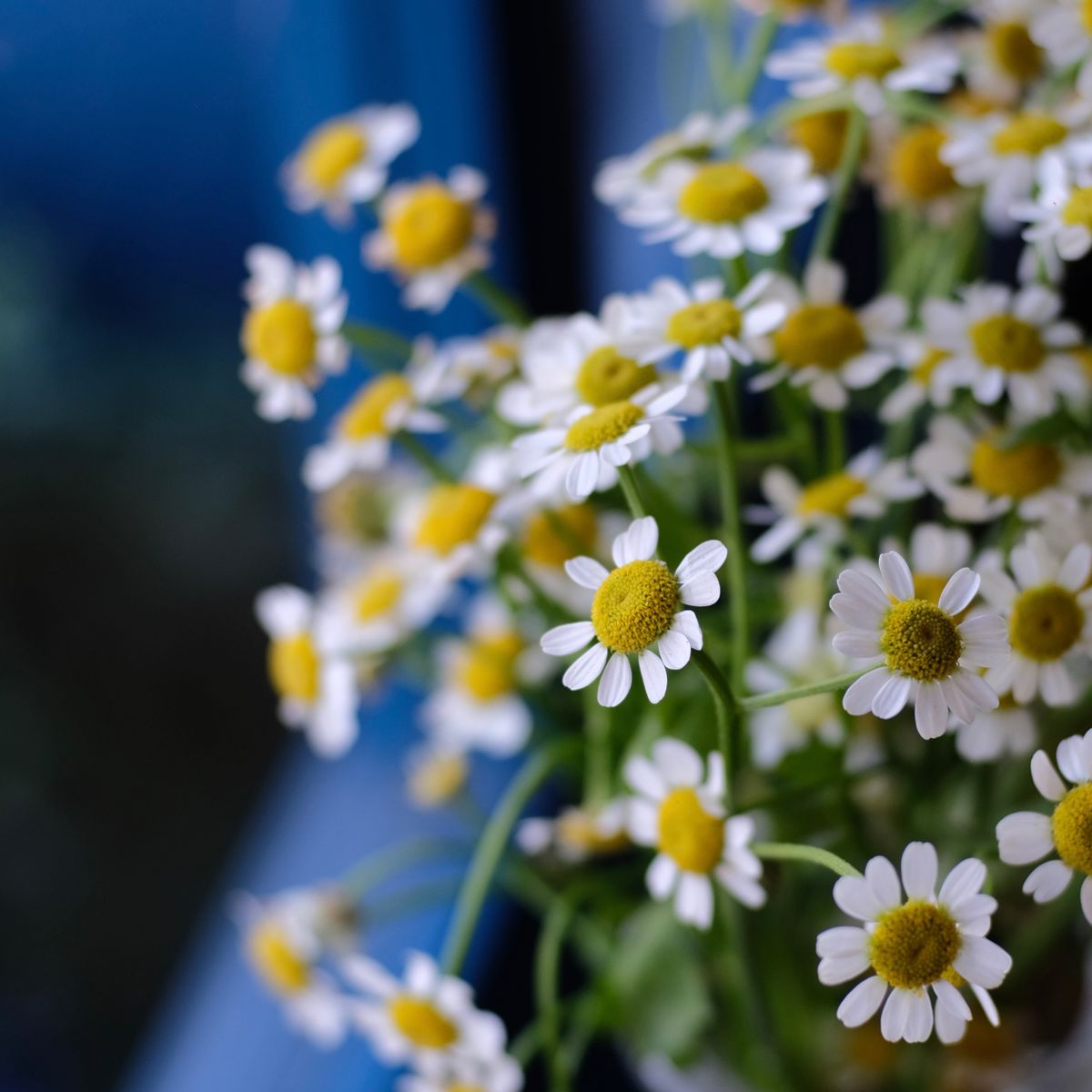 Camomille, pétales blancs et centre jaune