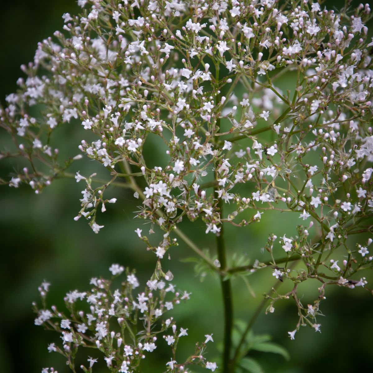 Fleurs d'herbe de valériane
