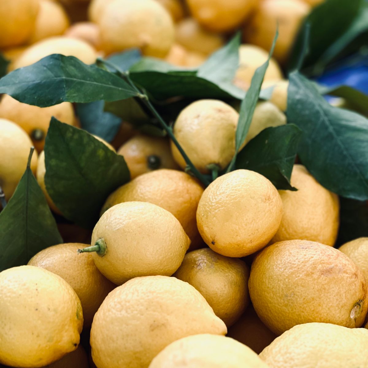 Citrons mûrs avec feuilles