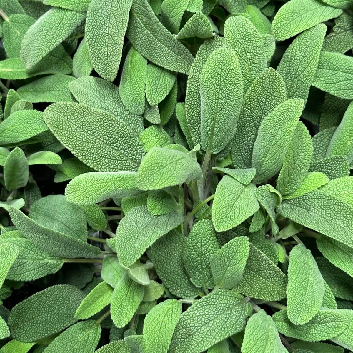 Feuilles de sauge fraîches