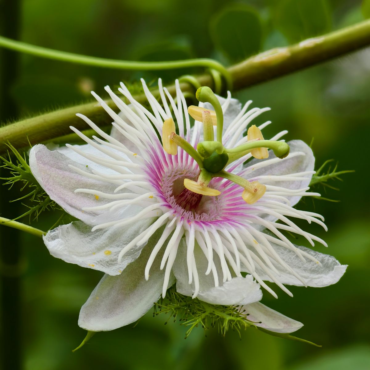 Passiflora incarnata, gros plan