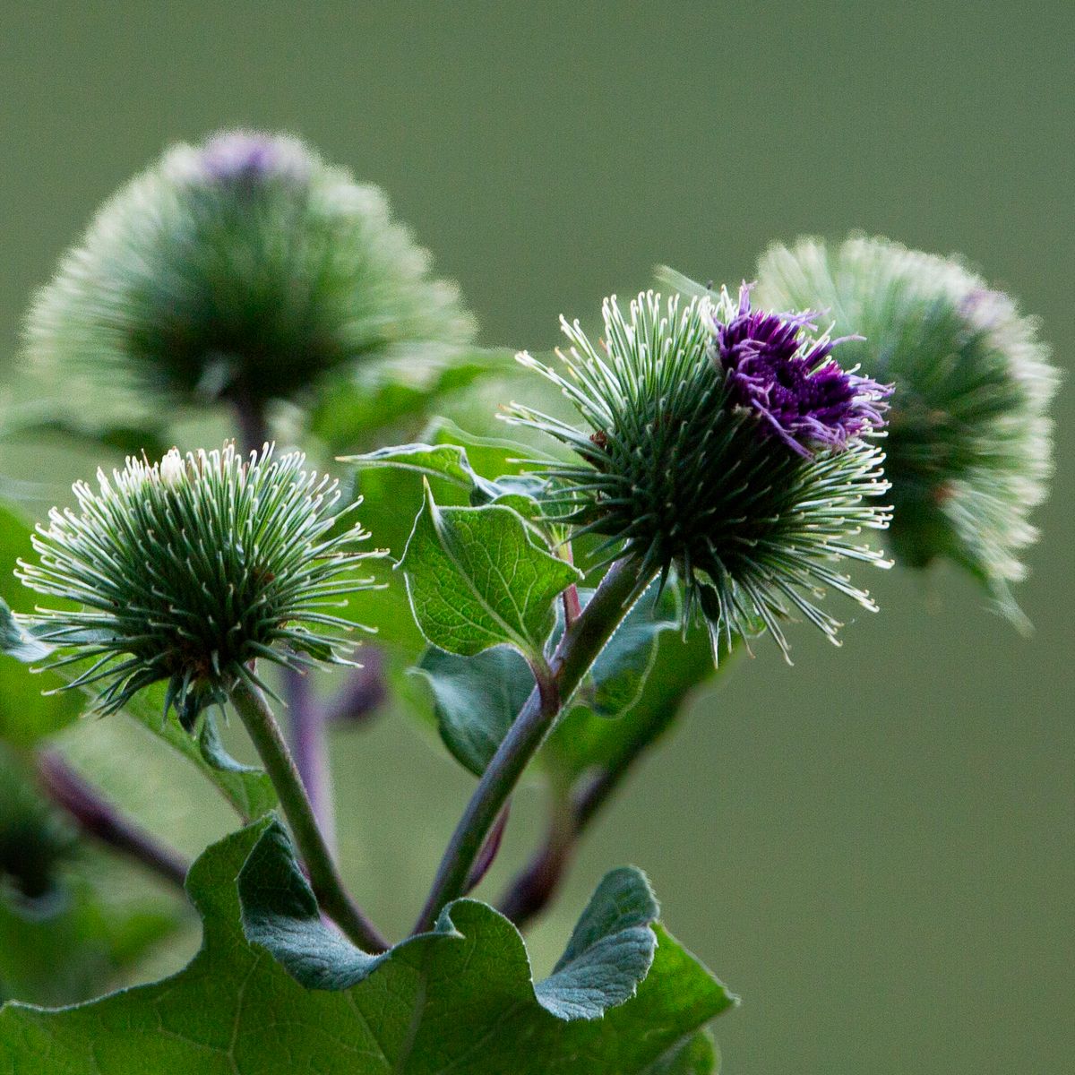 Bardane en fleur, gros plan