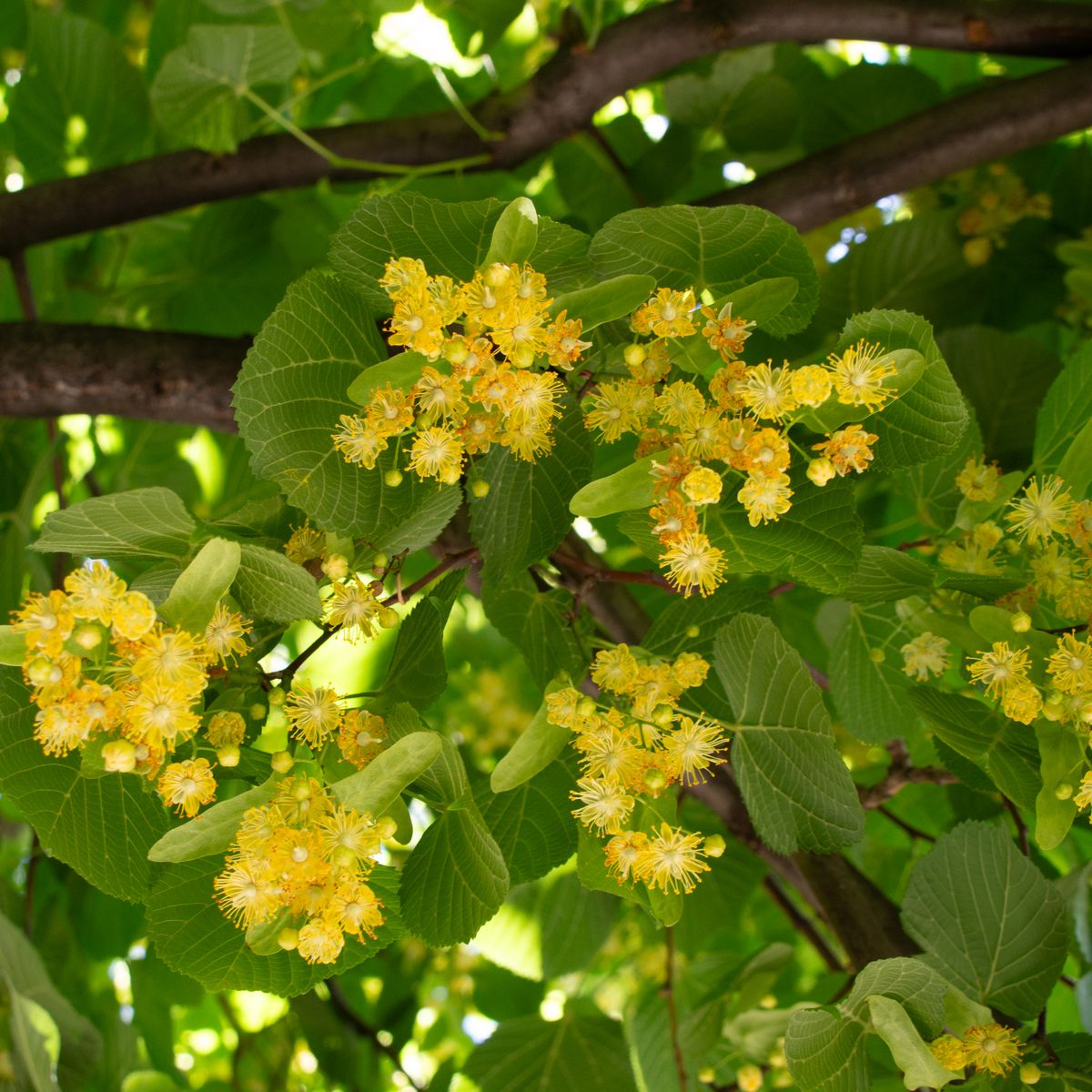 Fleurs de tilleul et feuilles vertes