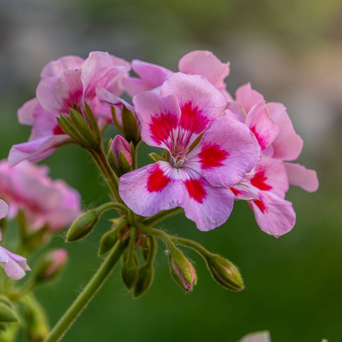 Géranium, fleurs roses en extérieur