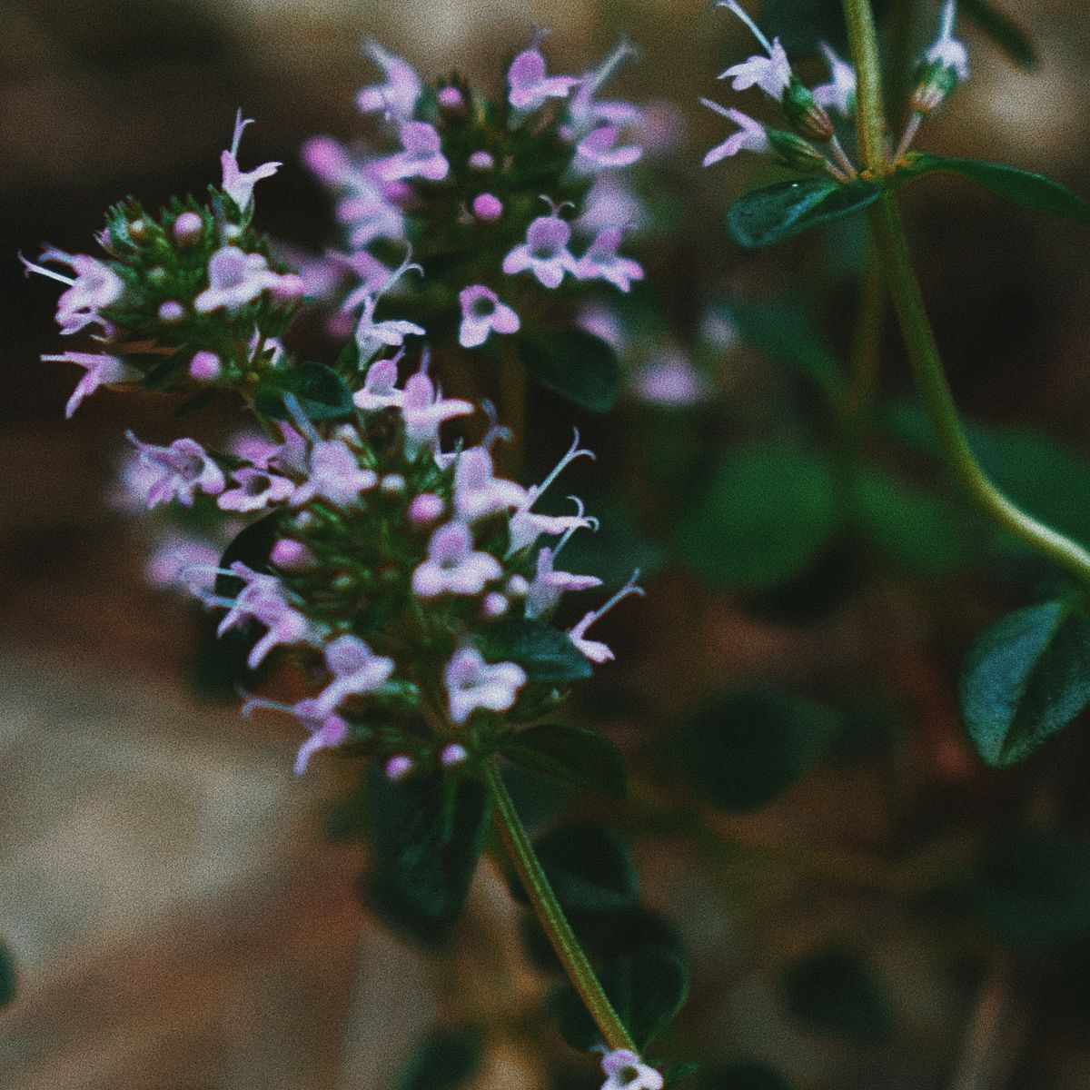 Thym en fleurs, gros plan