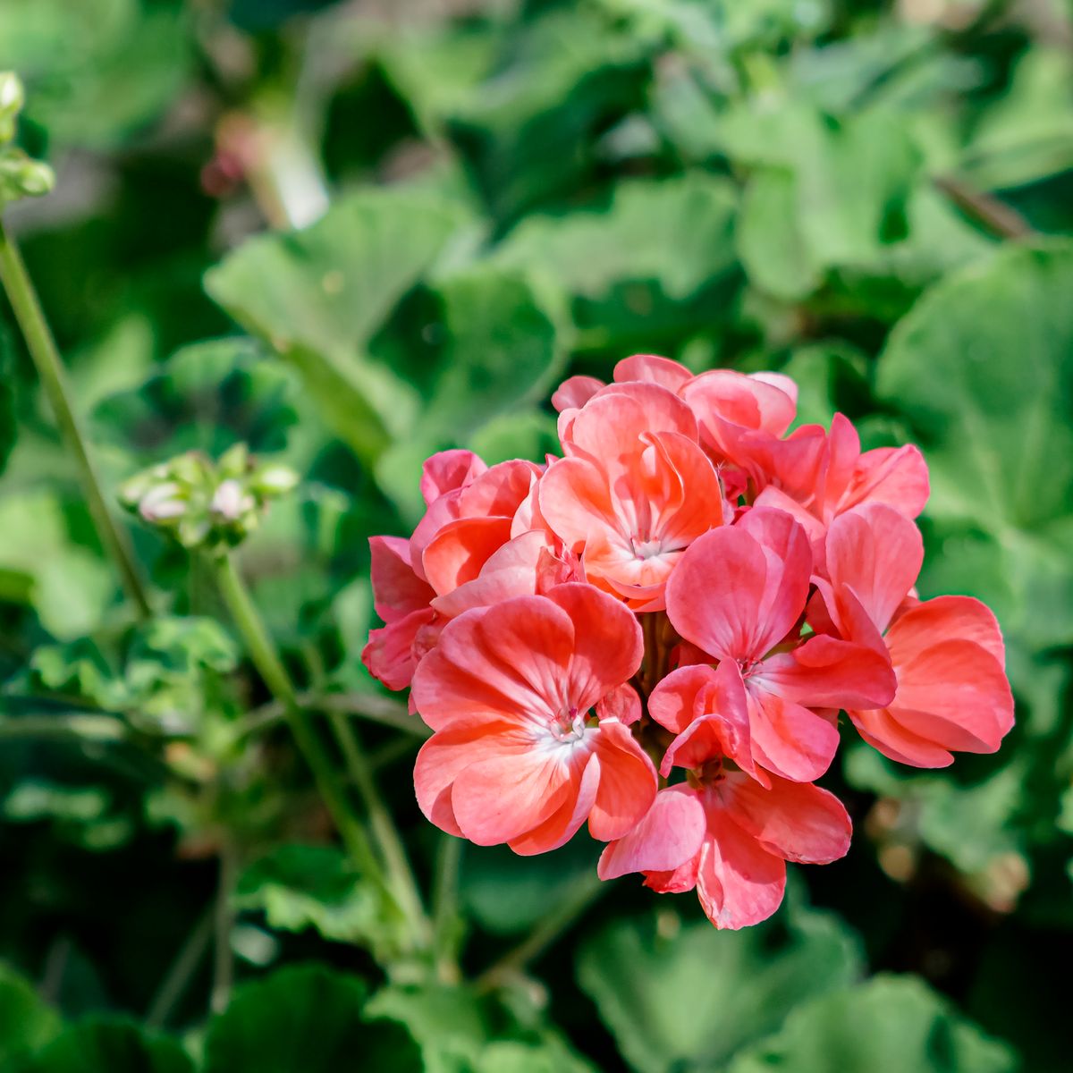 Géranium, fleur rose avec feuillage vert