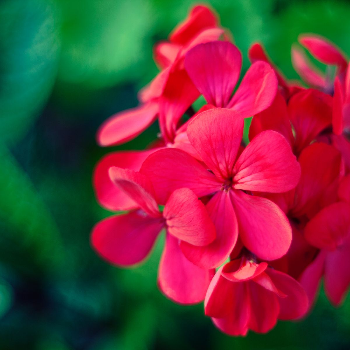 Géranium, fleurs roses en macro