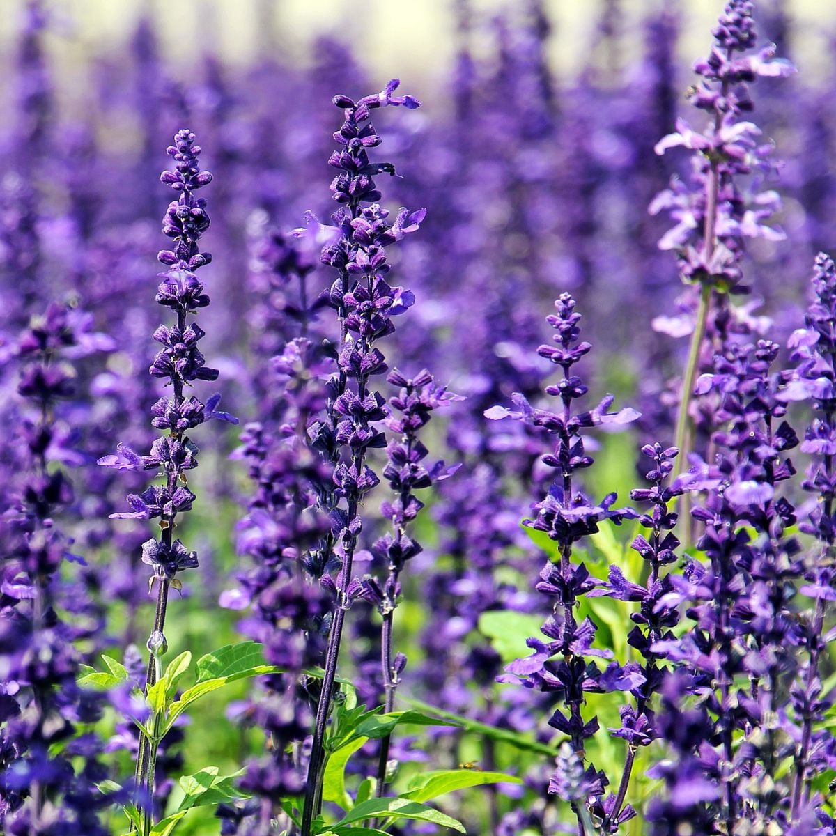 Champ de lavande en pleine floraison