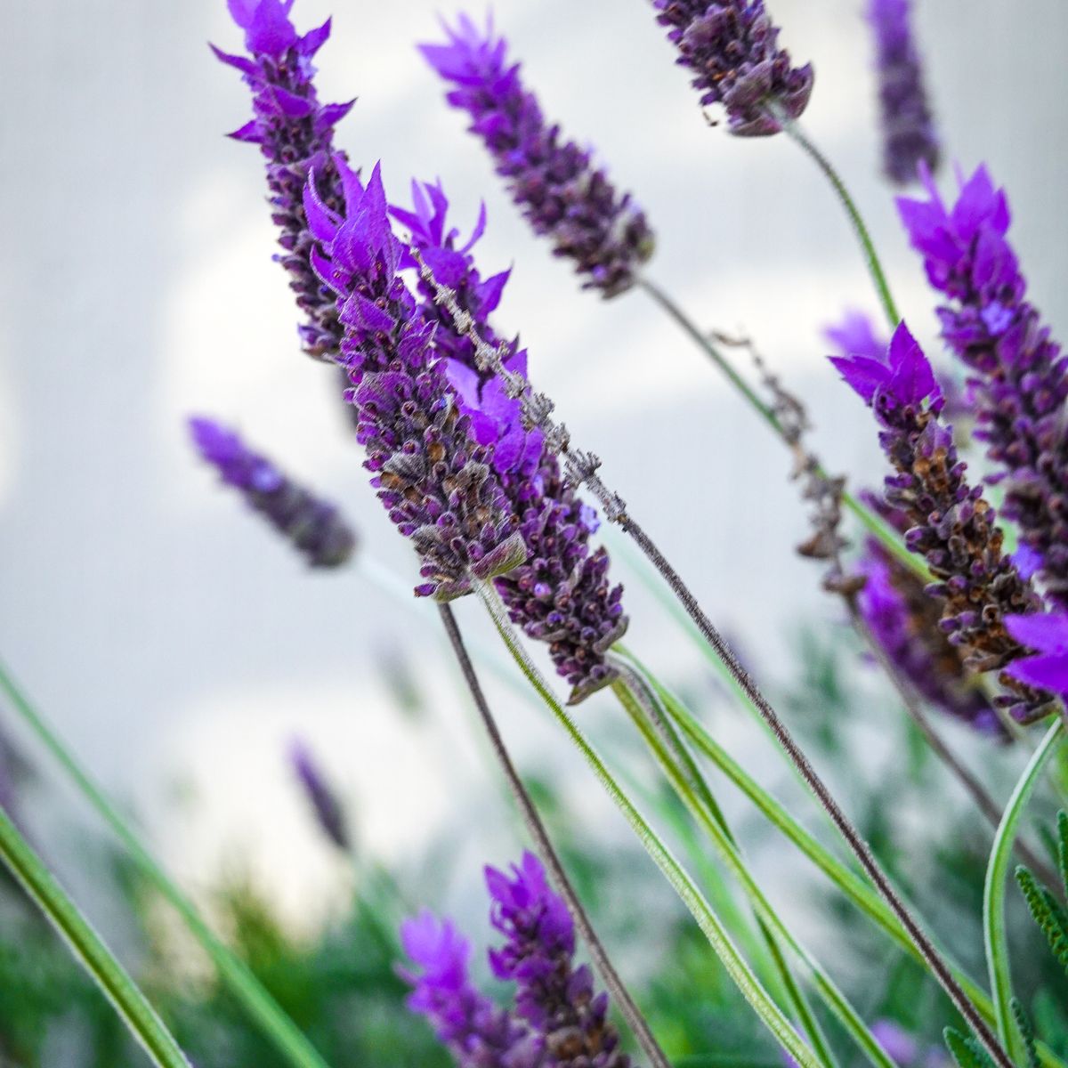 Épis de lavande en fleur, gros plan