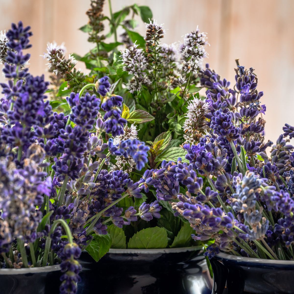 Fleurs de lavande en pot, gros plan