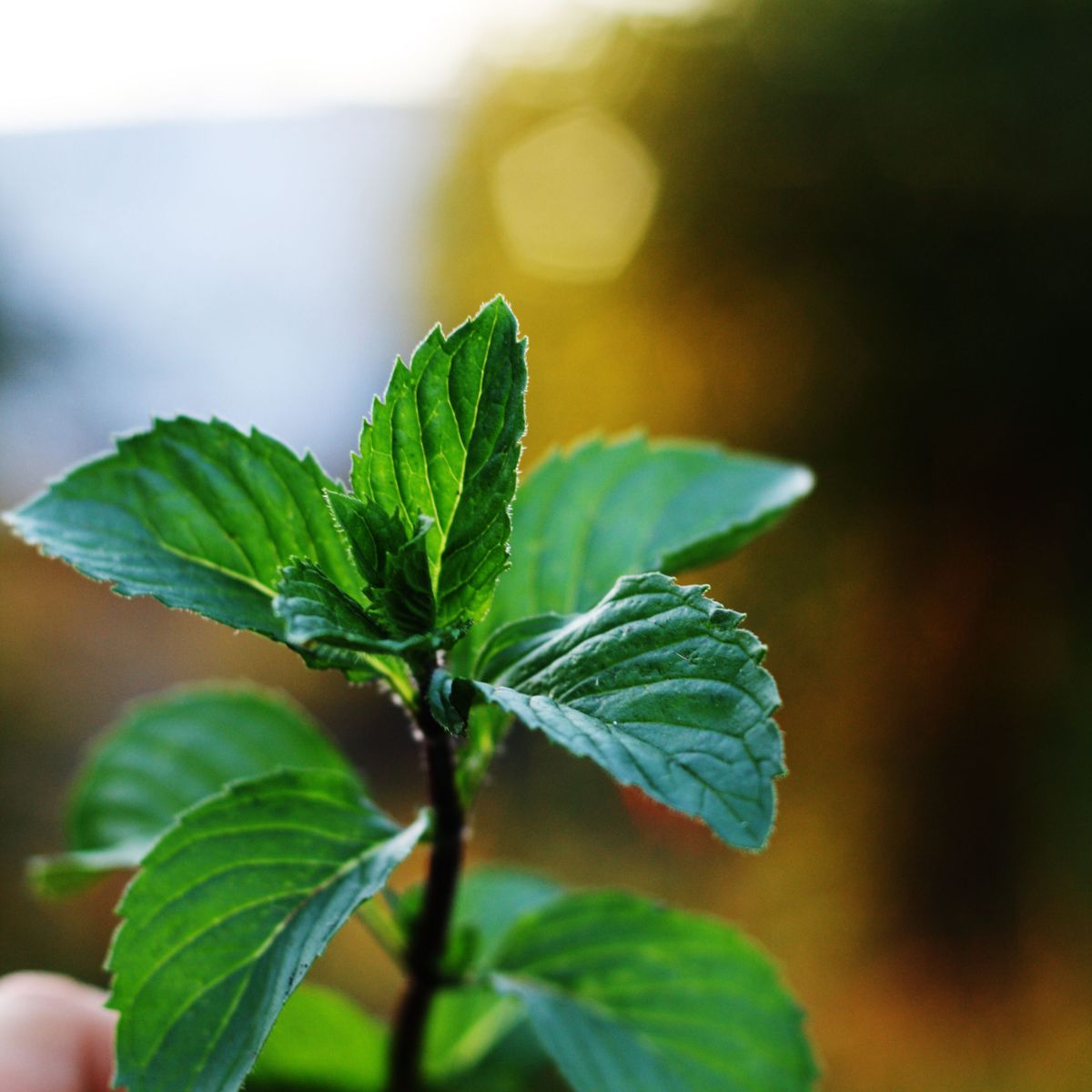 Feuilles de menthe vertes tenues en main