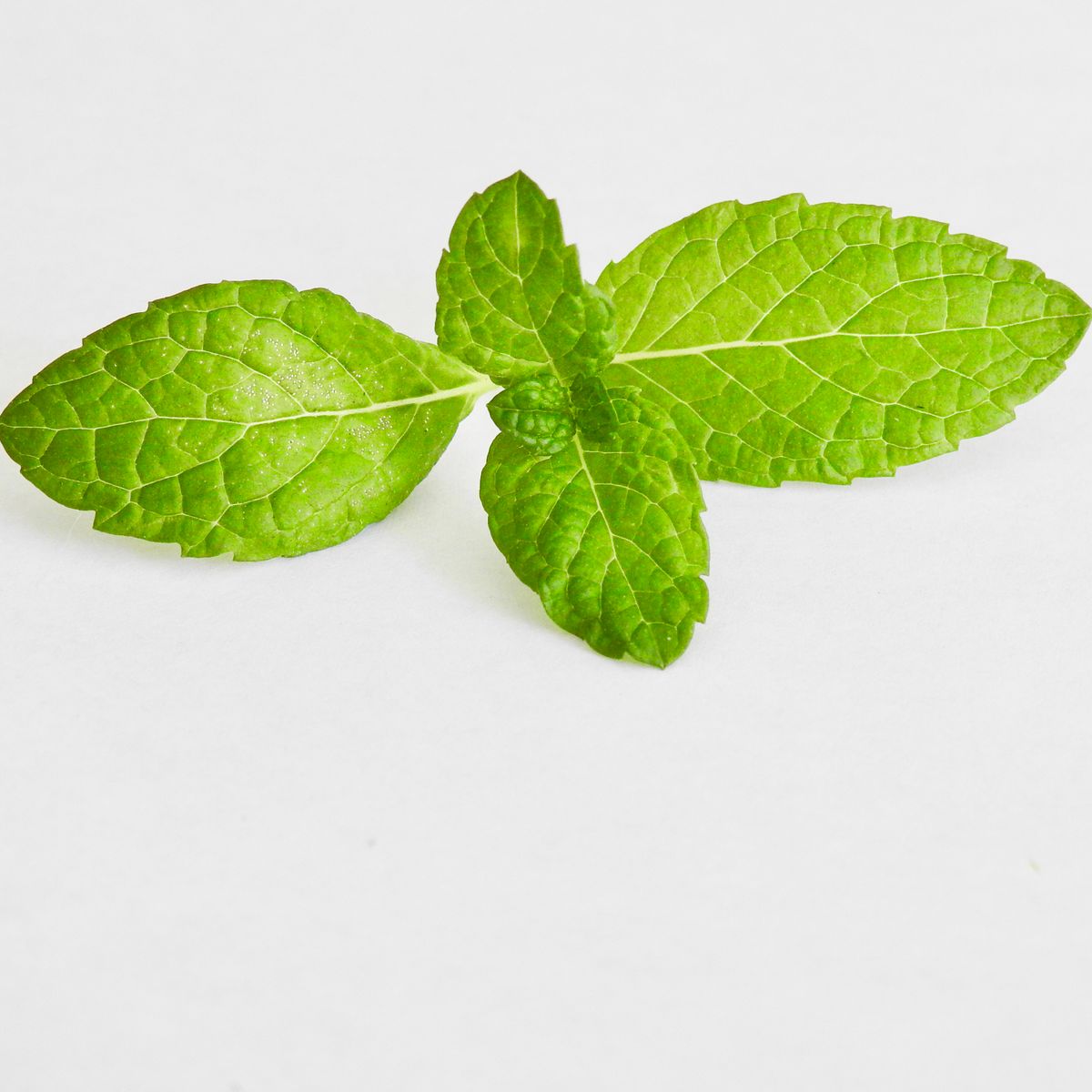 Feuilles de menthe poivrée sur fond blanc