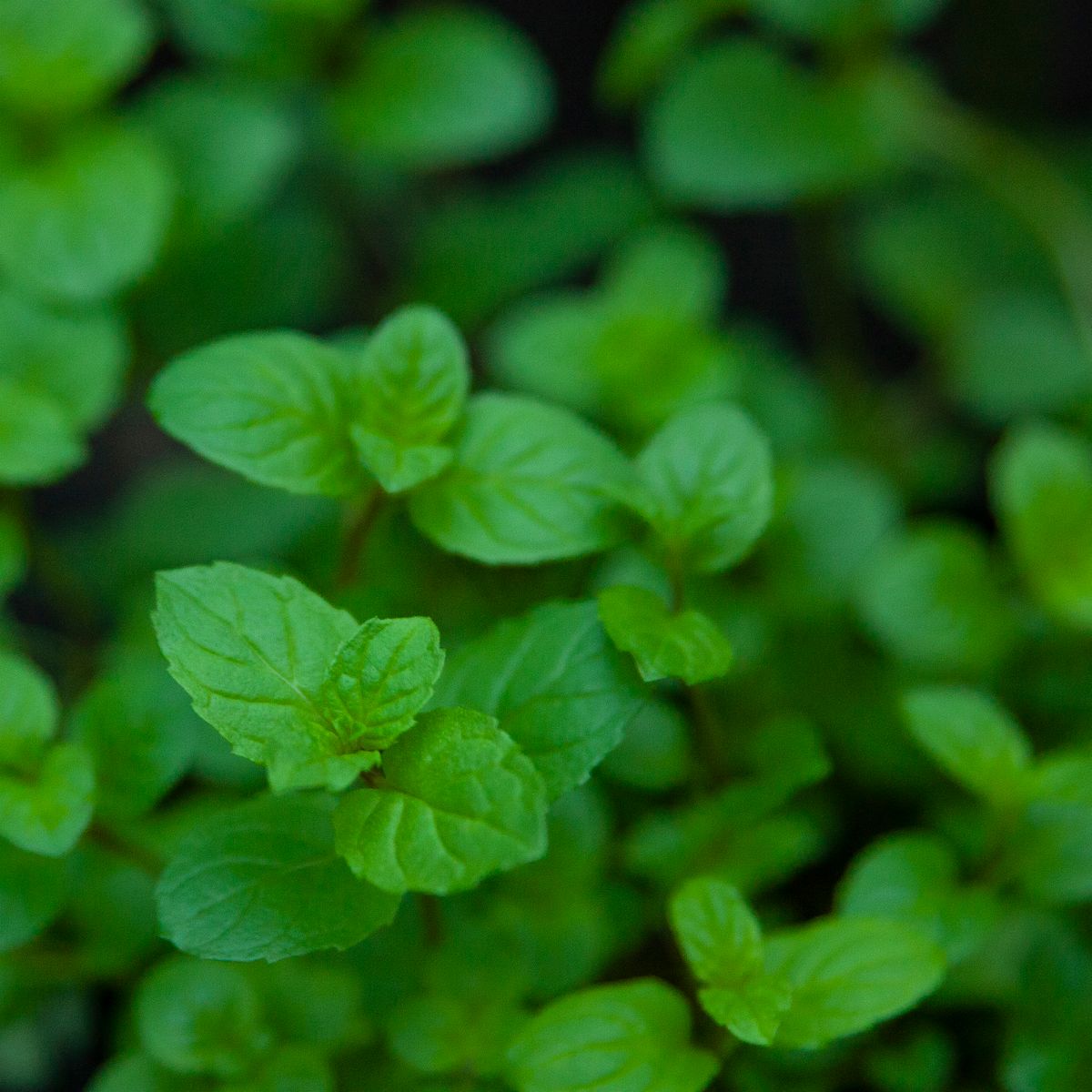 Feuilles de menthe fraîches en gros plan