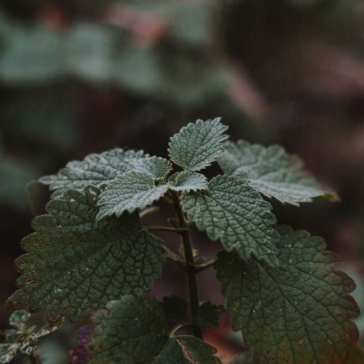 Mélisse, feuilles fraîches avec rosée