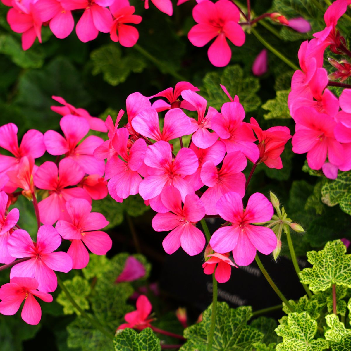 Géranium, gros plan sur les fleurs