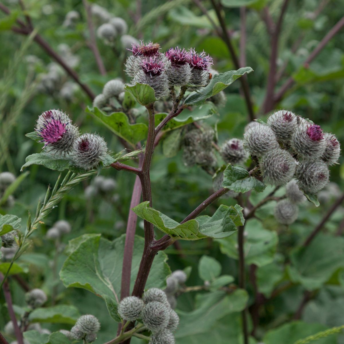 Bardane sauvage en fleur