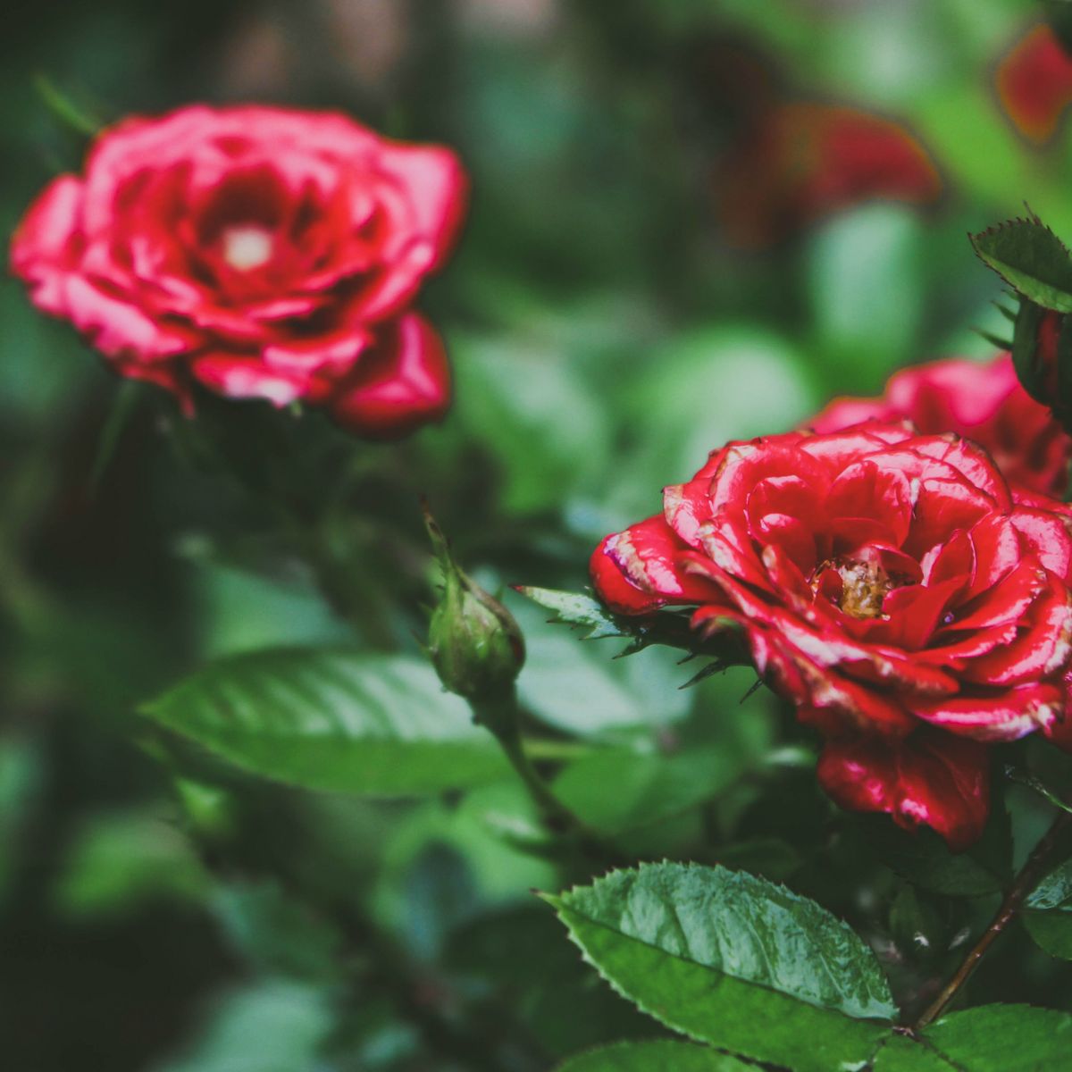 Roses rouges avec feuillage
