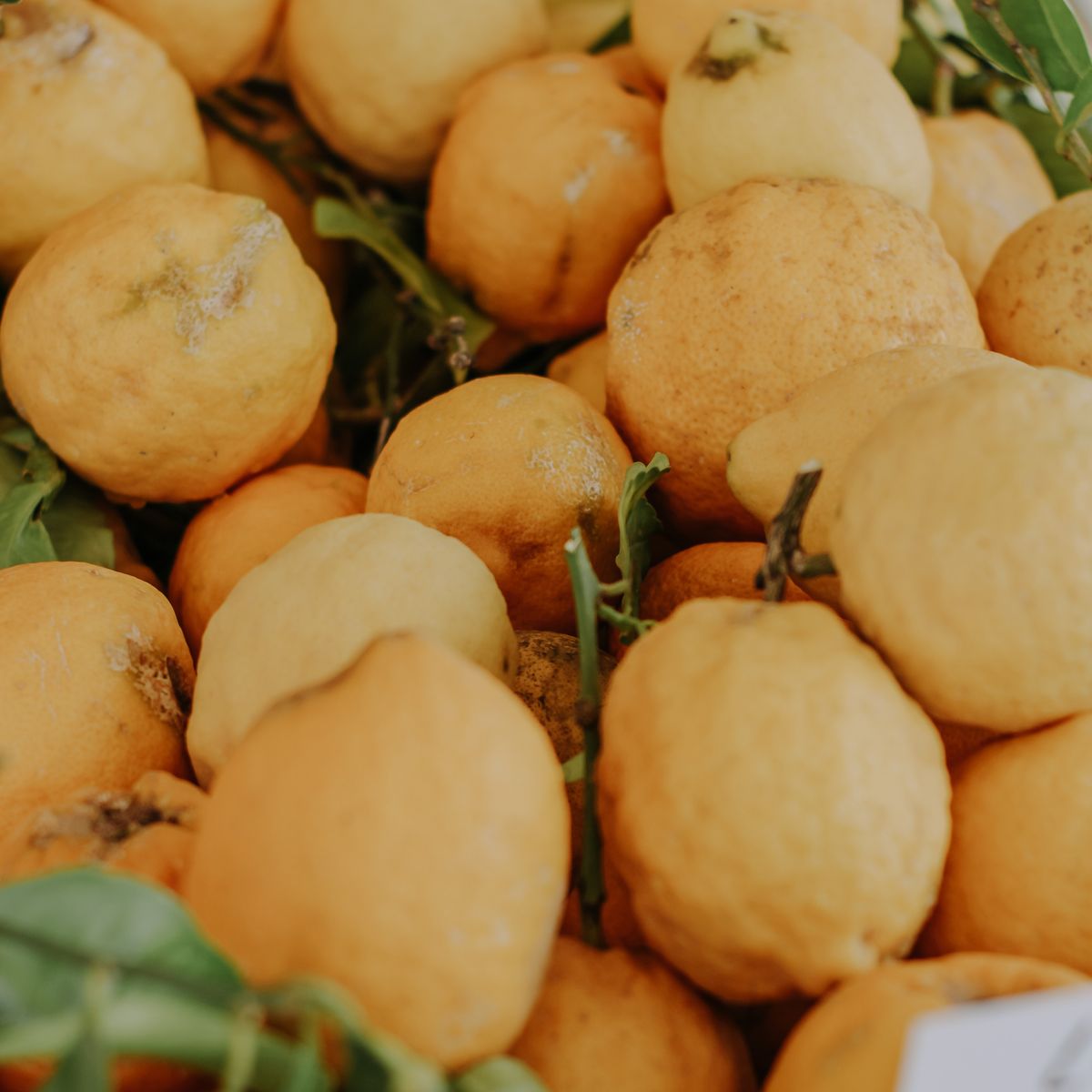 Citron, gros plan avec feuilles