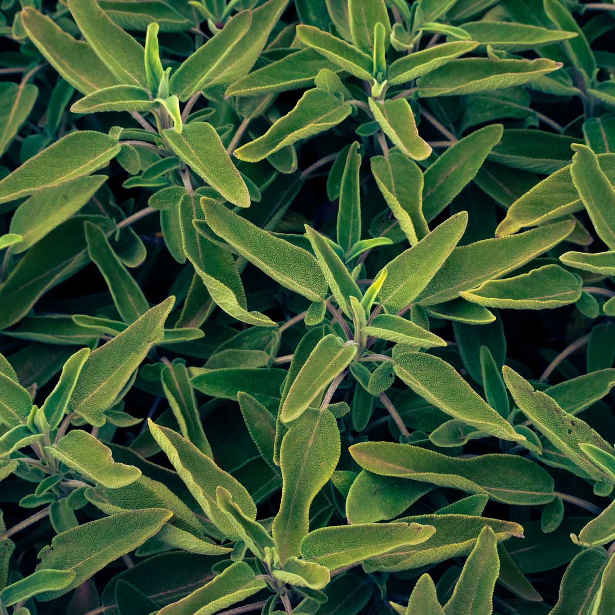 Sauge, feuilles vertes denses