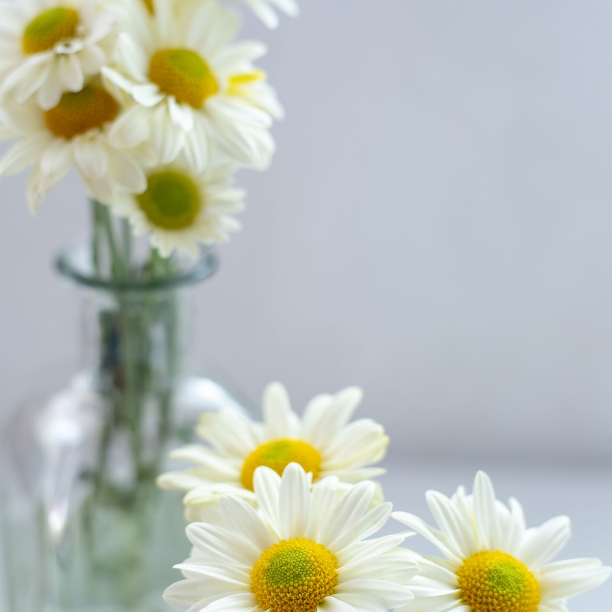 Fleurs de camomille