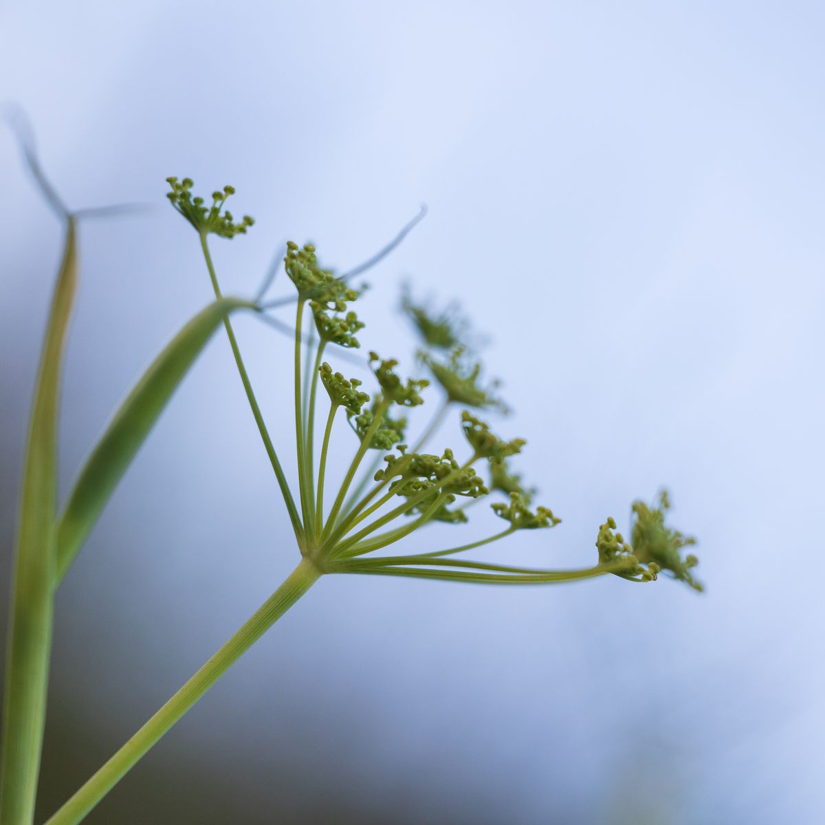 Fleur de fenouil, gros plan