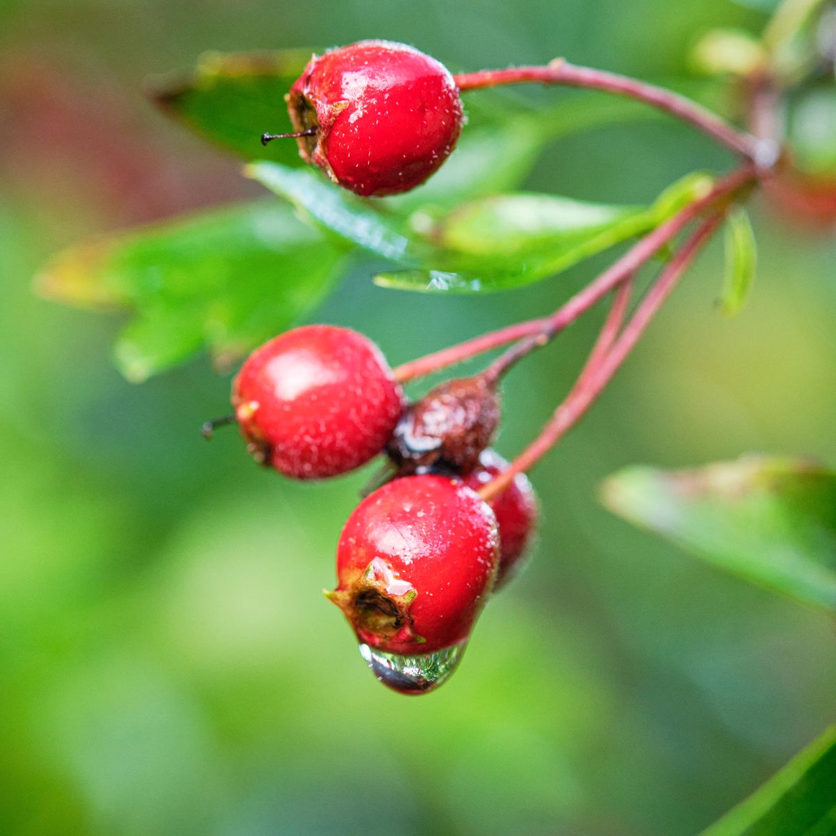Aubépine, baies rouges gros plan