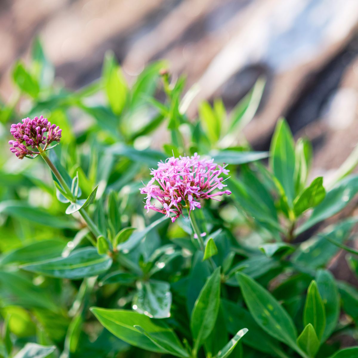Valériane, fleurs violettes en grappe