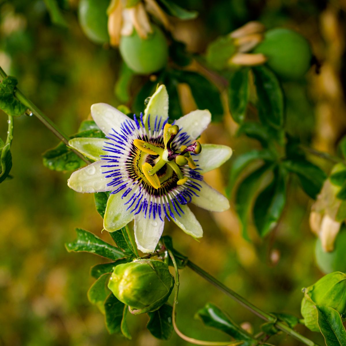 Fleur de passiflore et bourgeons