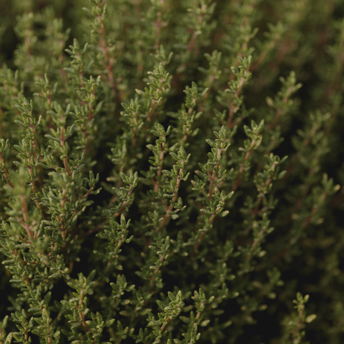 Thym frais dans un jardin