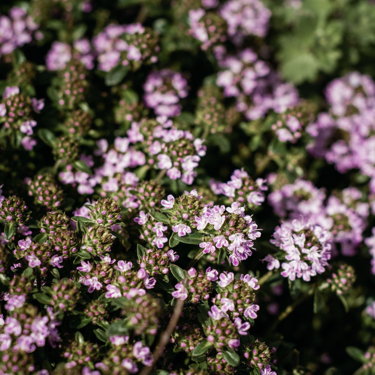 Fleurs de thym violettes