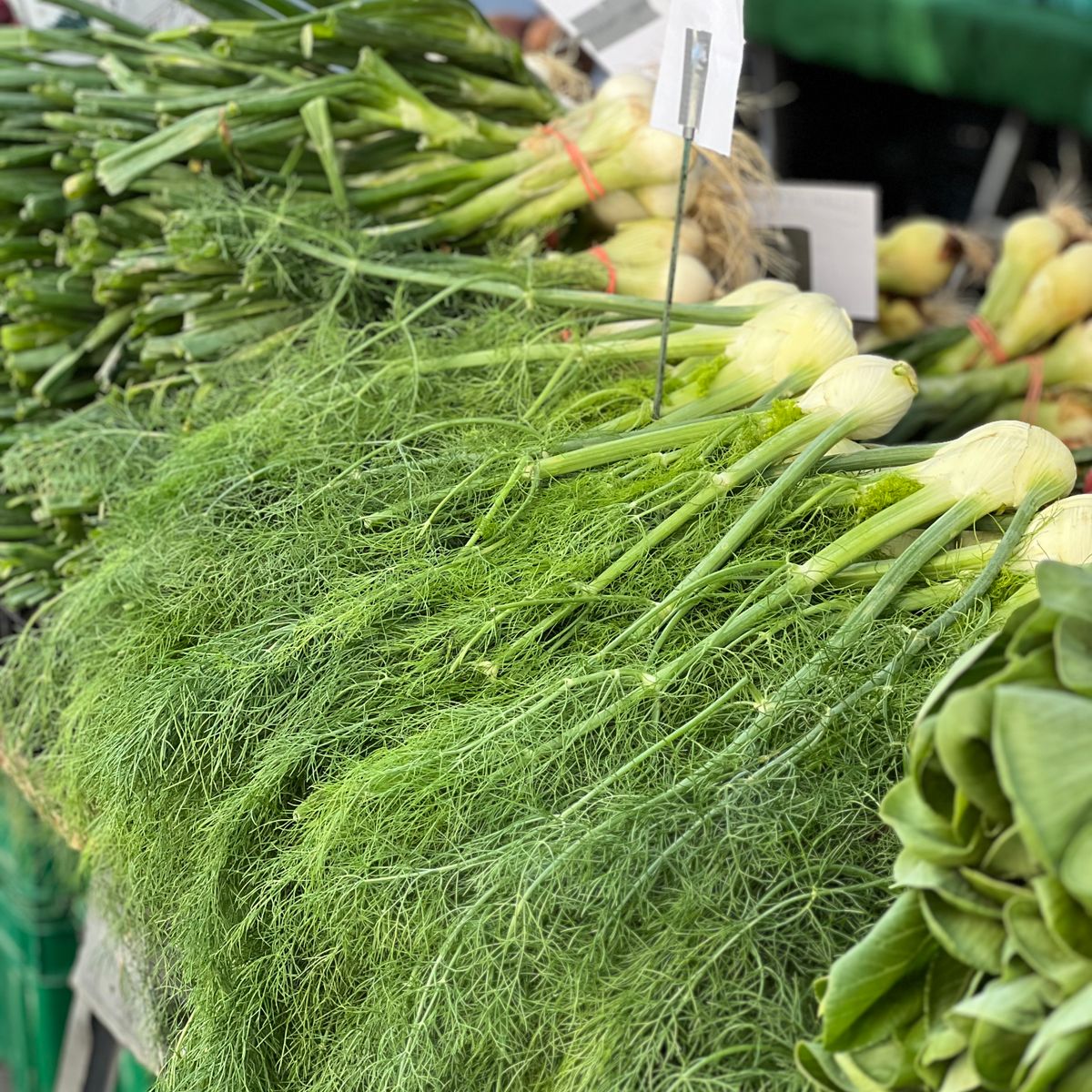 Fenouil frais et verdure