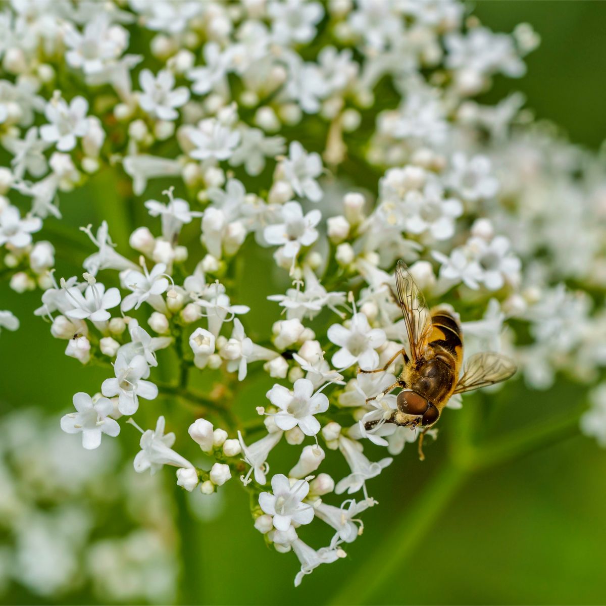 Abeille sur fleur de valeriana officinalis
