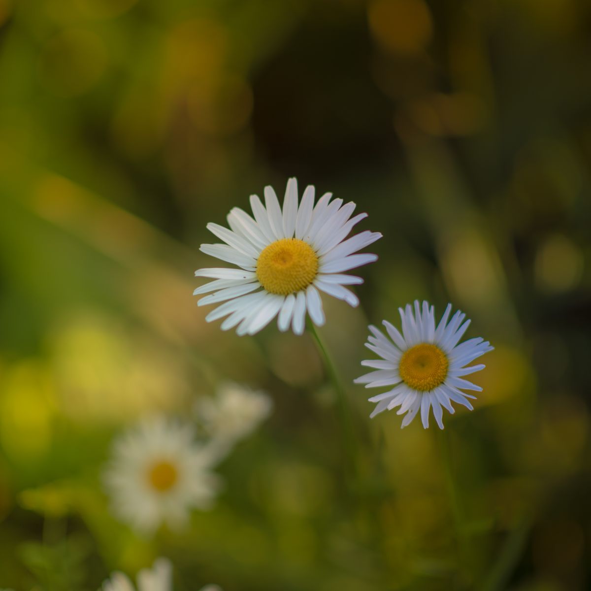 Camomille, fleurs en gros plan