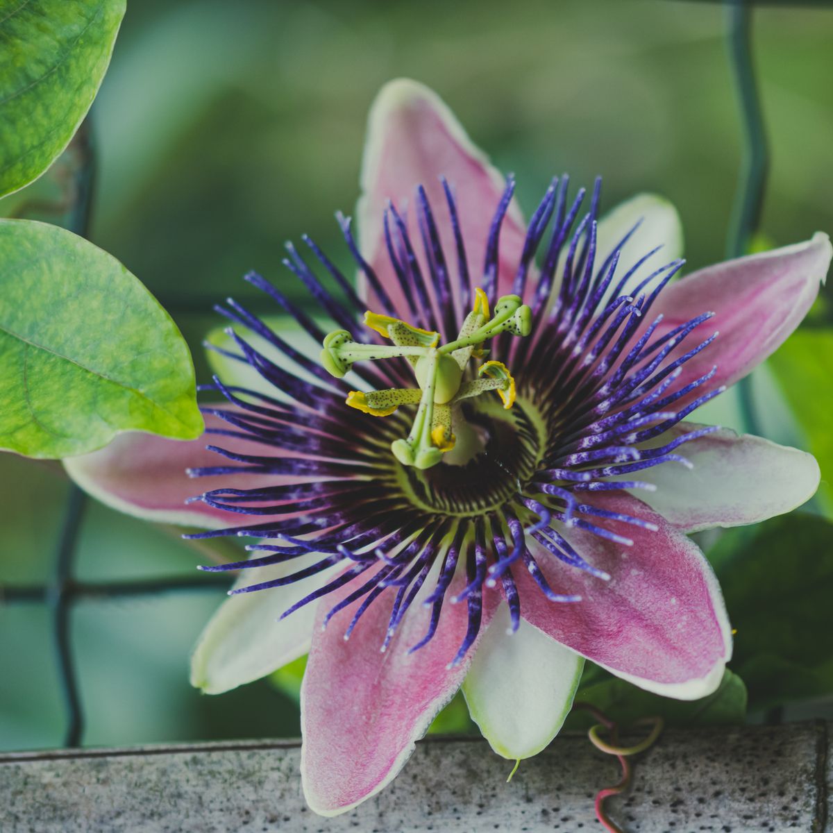 Passiflore, fleur en gros plan