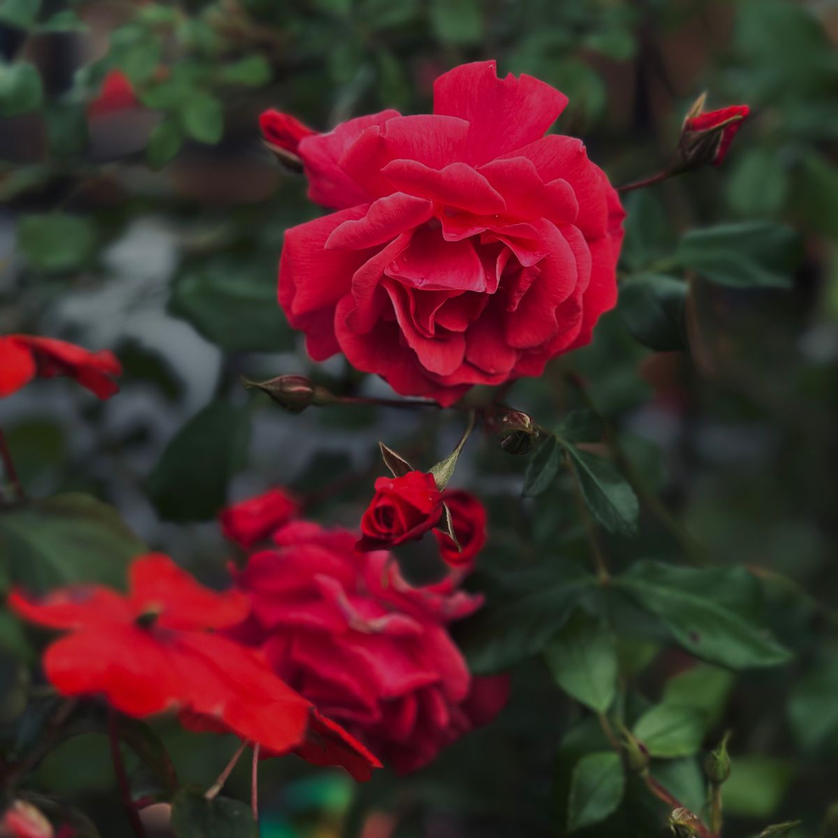 Roses rouges en jardin