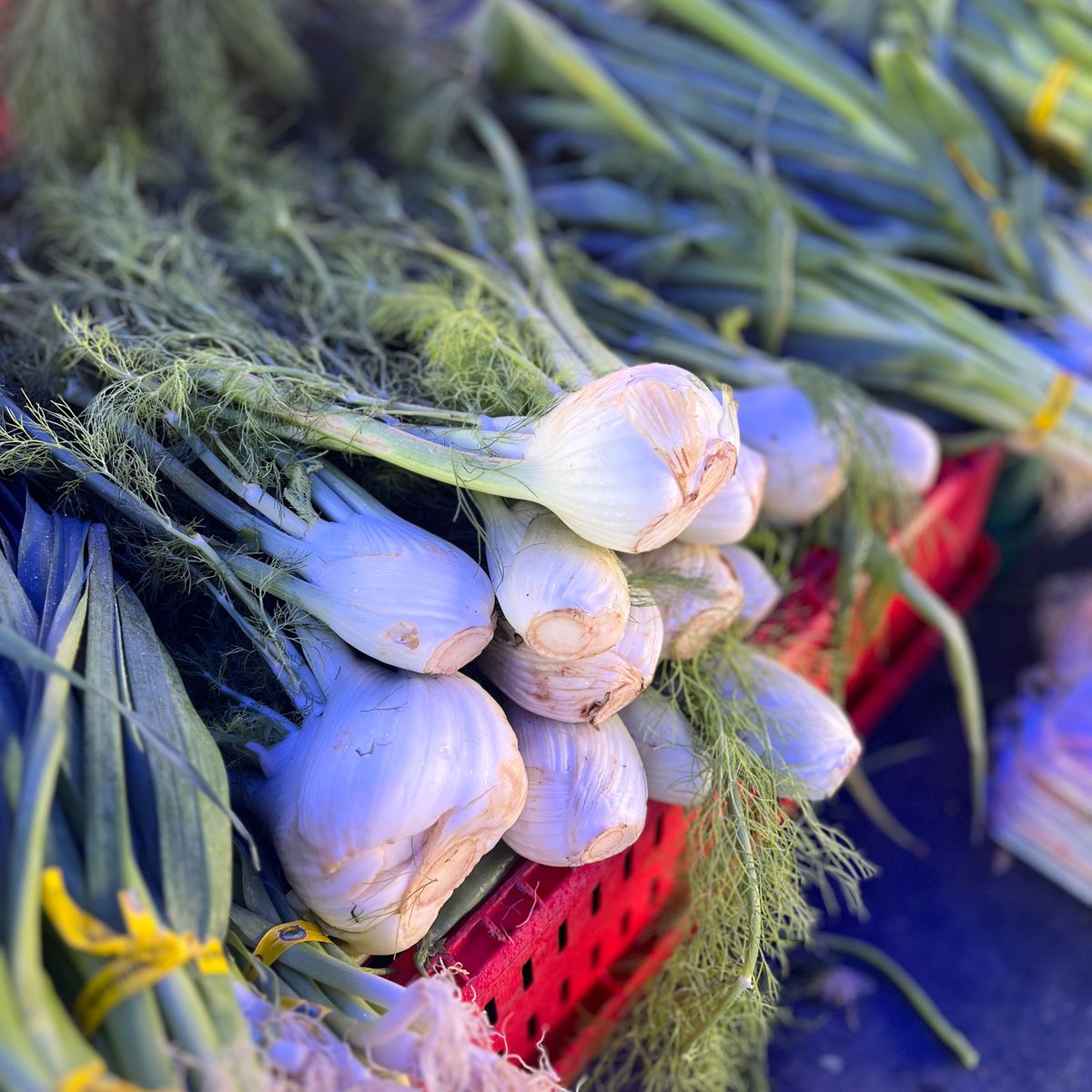 Fenouil, bulbes frais au marché