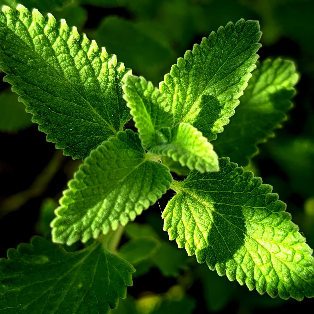 Feuilles vertes aromatiques au soleil