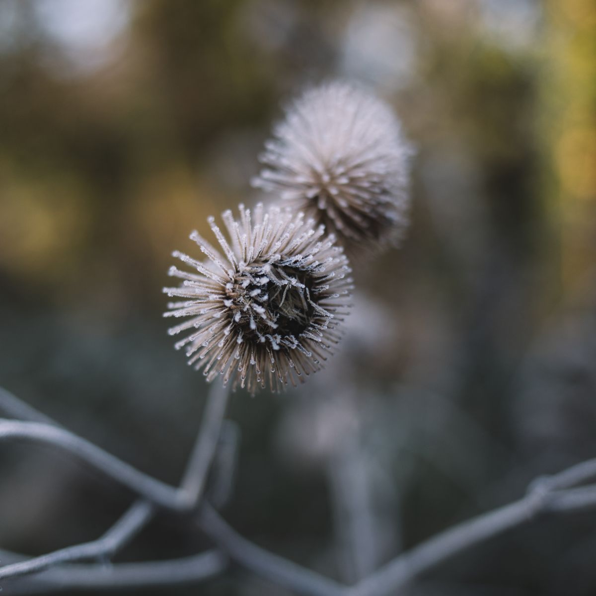 Plante d'Arctium au jardin