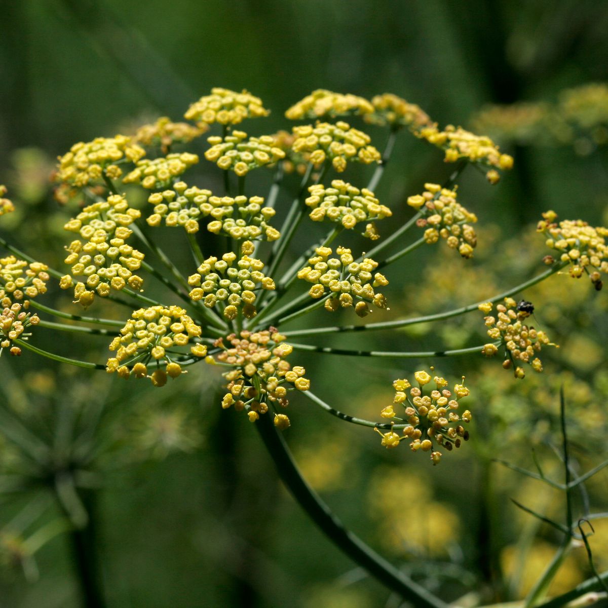 Fleur de fenouil jaune en macro