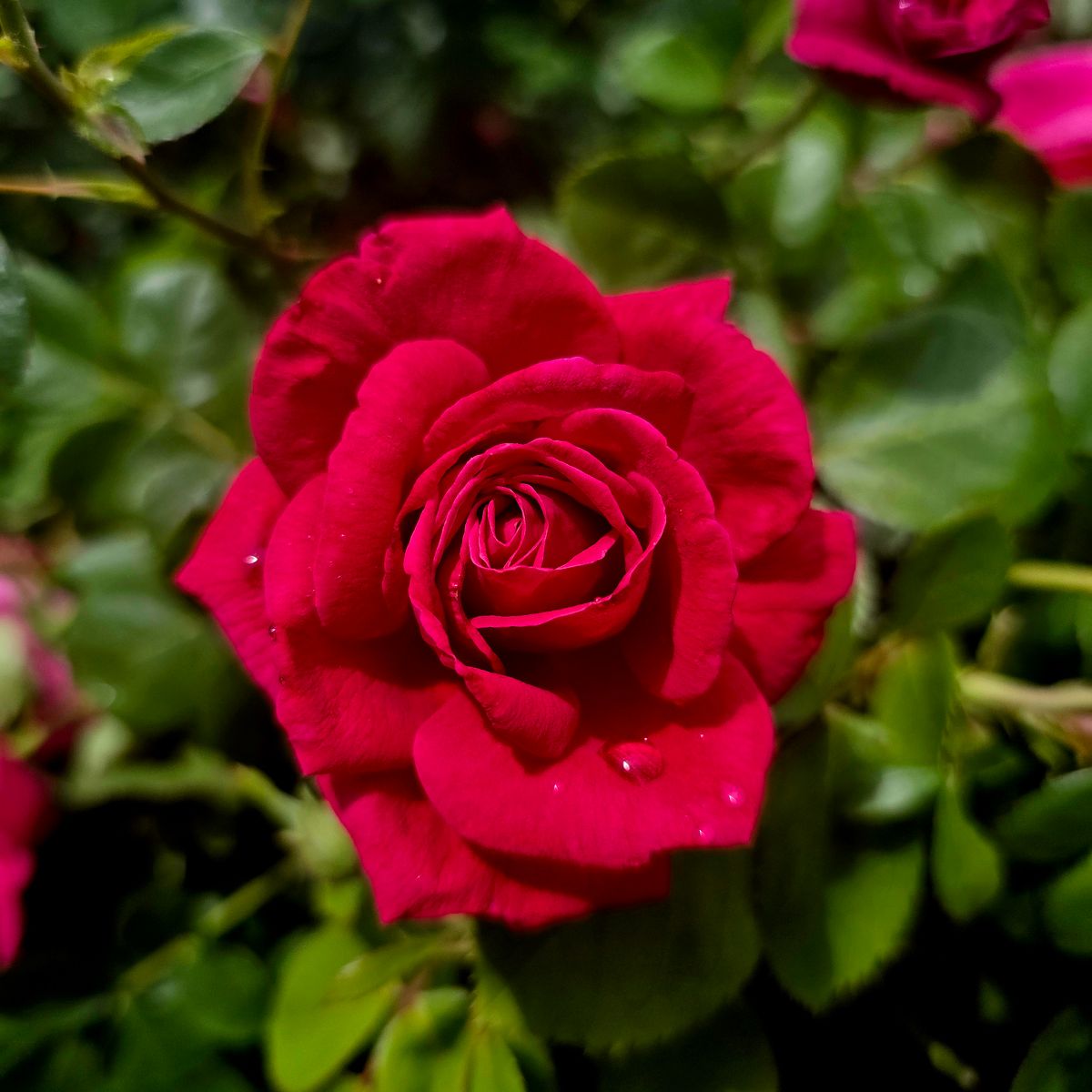 Rose rouge en pleine floraison