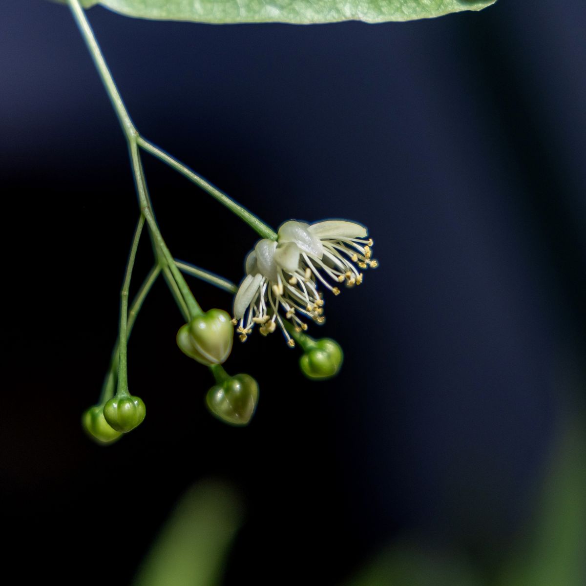 Fleurs de tilleul en macro