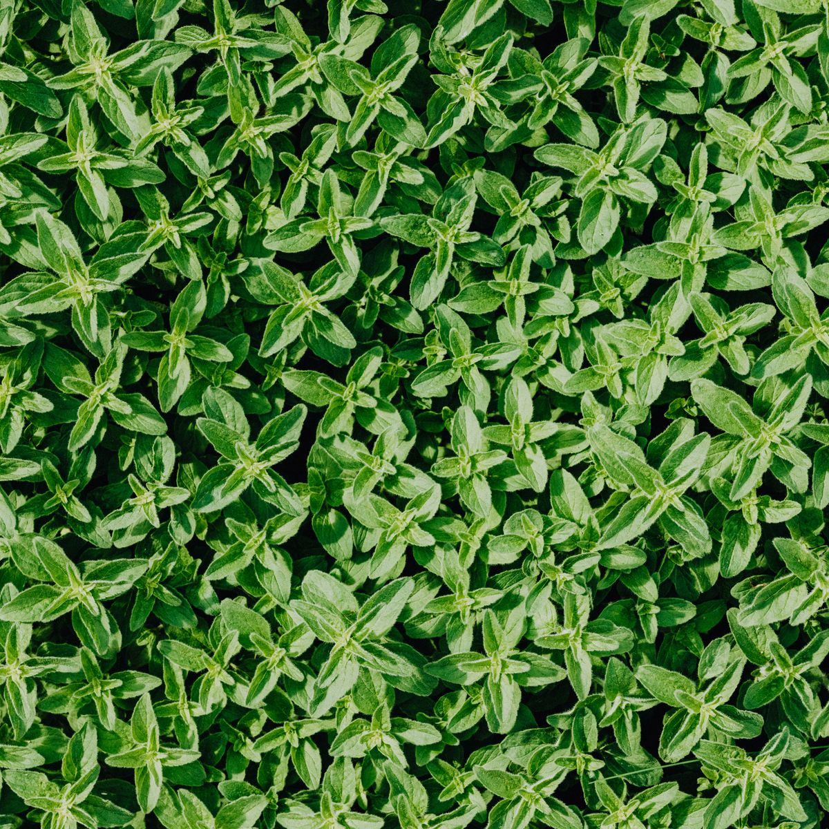 Thym, feuilles vertes en gros plan