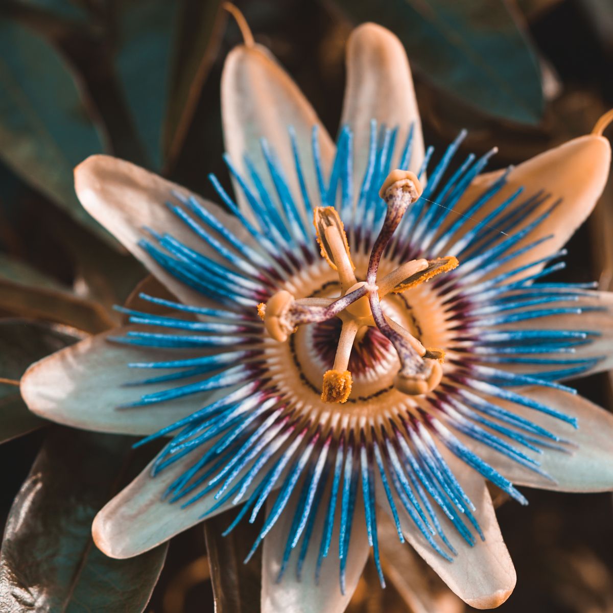 Passiflora incarnata en pleine floraison